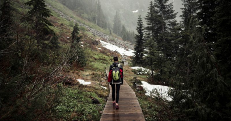 10 смертельных опасностей, подстерегающих в наших лесах - свежие новости на Toplenta по теме Безопасность