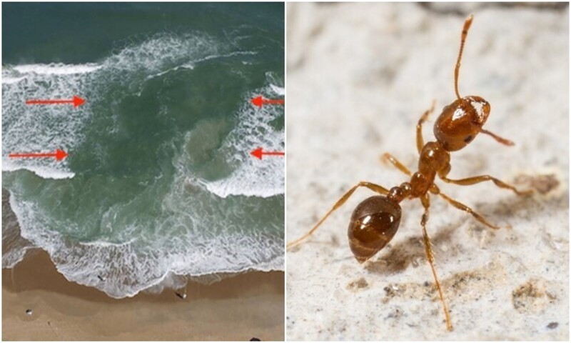 20 сигналов природы, которые предупреждают нас об опасности - свежие новости на Toplenta по теме природное явление