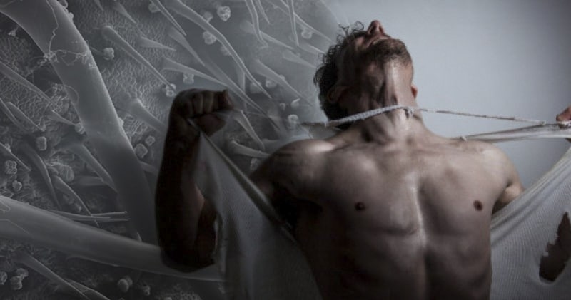 Австралийская «крапива» гимпи-гимпи, способная довести человека до самоубийства - похожая новость на Toplenta