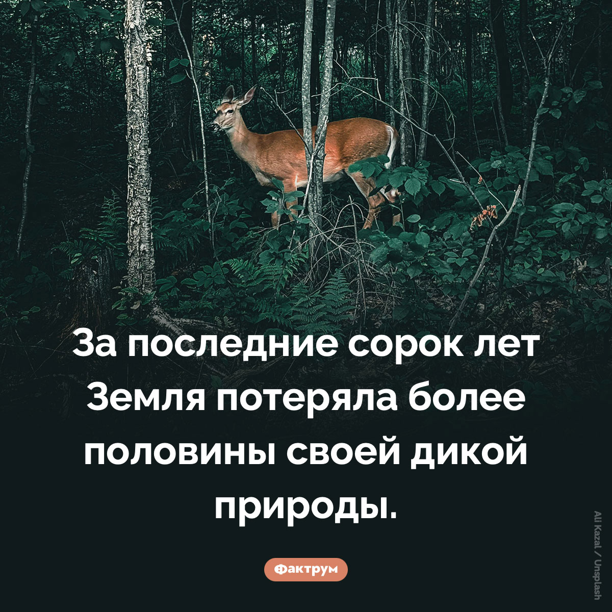 Земля потеряла более половины дикой природы за последние сорок лет - свежие новости на Toplenta по теме Факты в картинках