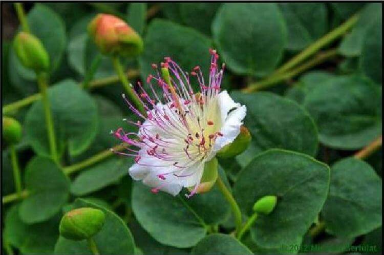 Готовы поспорить, что вы никогда не видели, как растут эти 20 продуктов - свежие новости на Toplenta по теме отдых на природе