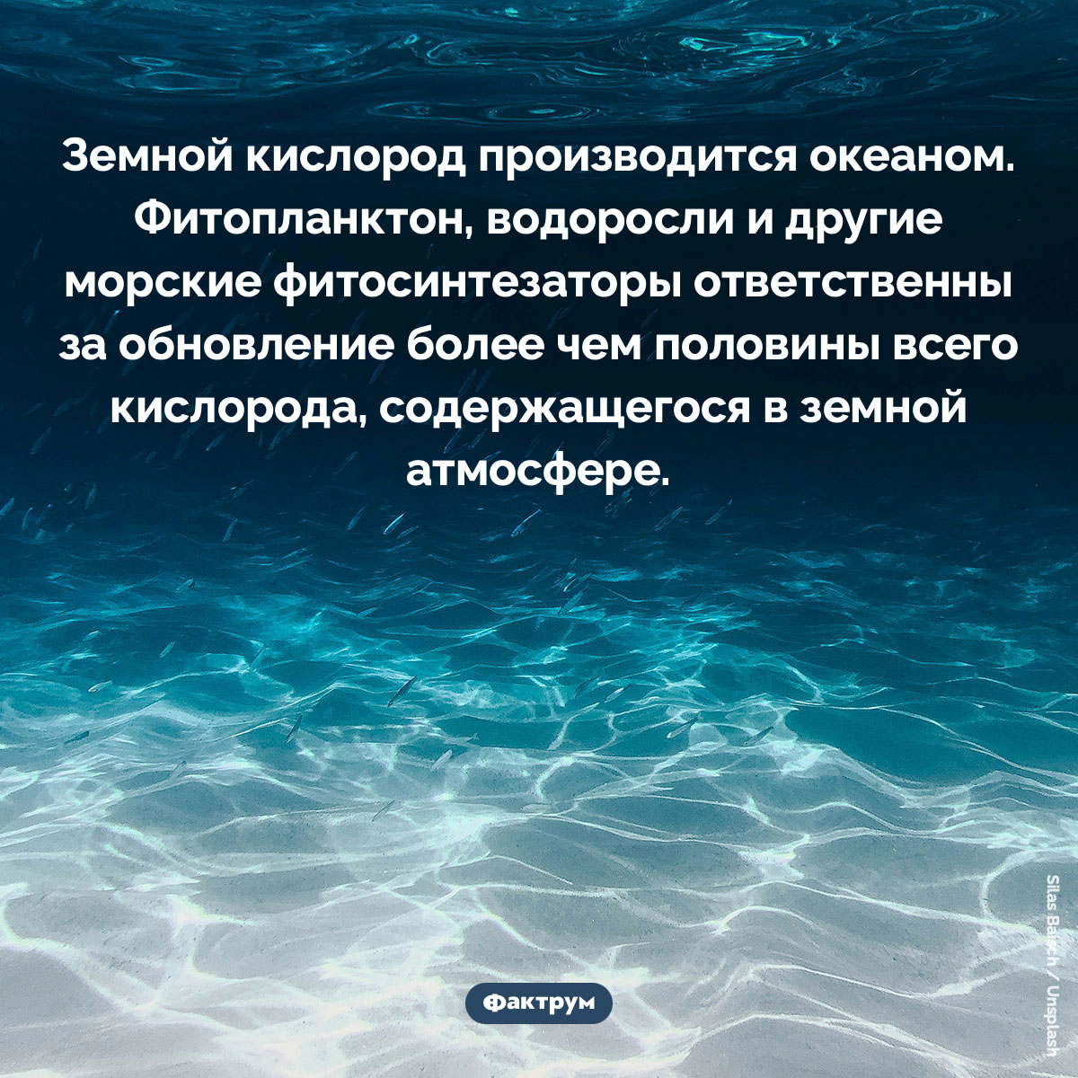 Земной кислород производится океаном - свежие новости на Toplenta по теме Факты в картинках