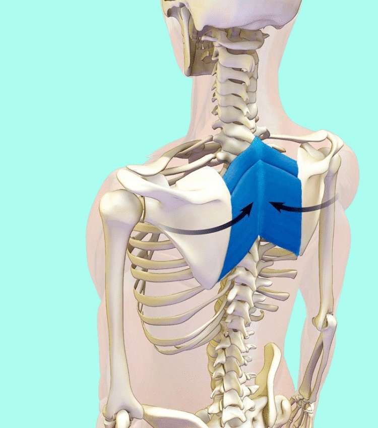 Как исправить сутулость: Лучшие упражнения для ромбовидной мышцы - свежие новости на Toplenta по теме Медицина и Здоровье  /  Соцпортал