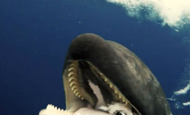 Гигантская косатка раскрыла пасть и поделилась уловом cо слабым дайвером - свежие новости на Toplenta