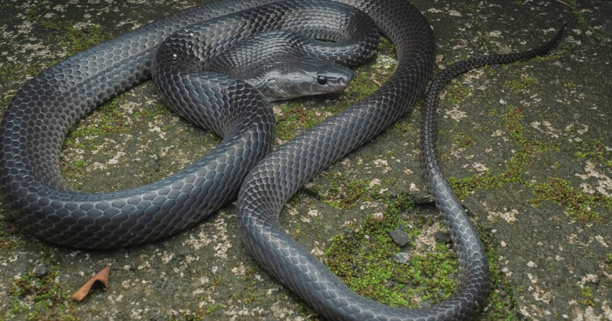 Новый вид змей с острова Большой Никобар назвали в честь Стива Ирвина - похожая новость на Toplenta