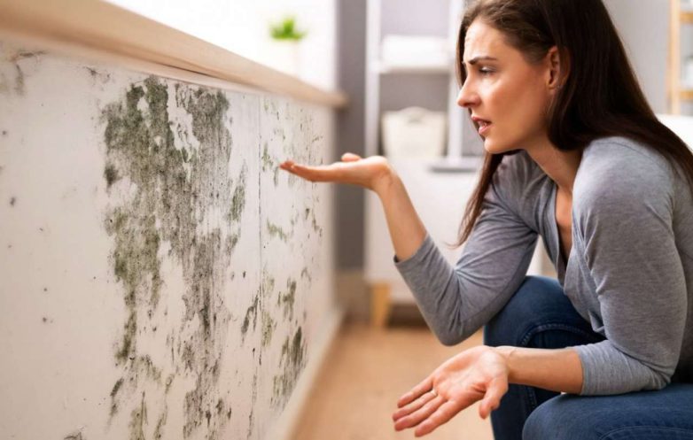 Что делать если в доме или на даче появилась плесень - свежие новости на Toplenta по теме Лес