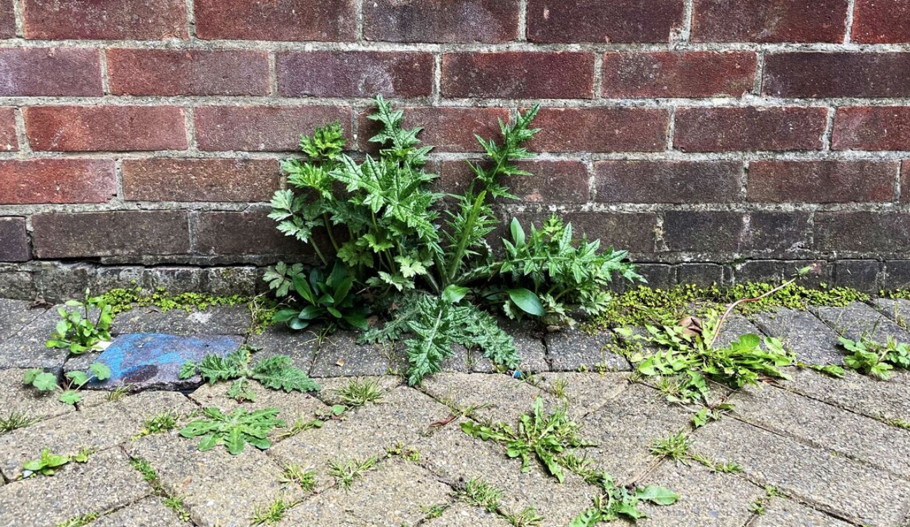 Чем отличаются культурные растения от сорных? - похожая новость на Toplenta