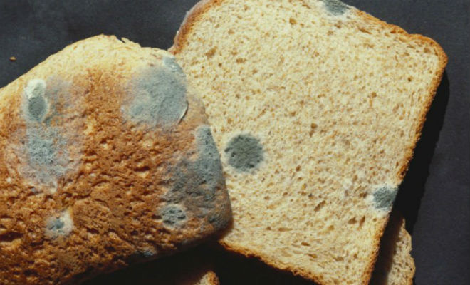 Можно ли срезать плесень с хлеба - свежие новости на Toplenta по теме Здоров