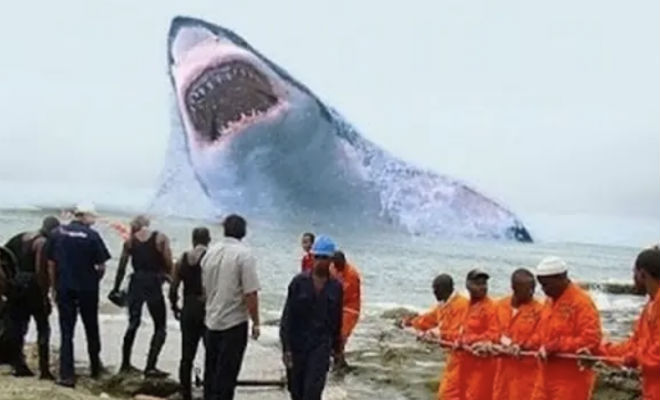 10 фактов о мегалодоне, которые до сих пор вызывают вопросы - свежие новости на Toplenta по теме РАН