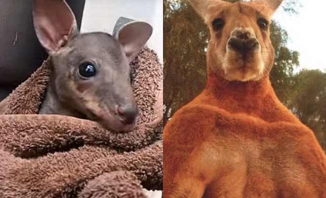 Лесник приютил маленького кенгуру, а через год он вырос и стал накачанным гигантом - свежие новости на Toplenta по теме и