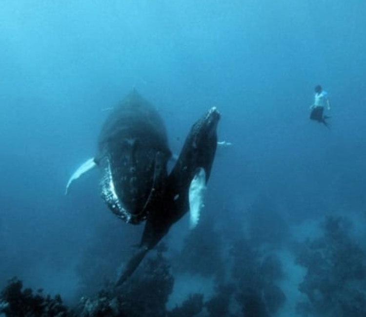Если не сможете досмотреть этого, то у вас талассофобия! Давайте проверим? - свежие новости на Toplenta по теме Волны