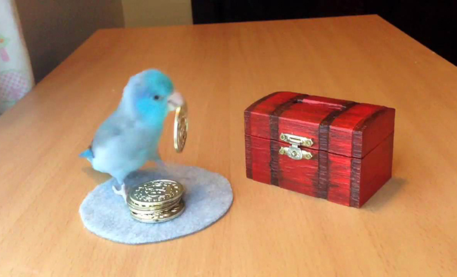 Попугай научился различать разные предметы и теперь выкидывает мусор и наполняет копилку мелочью: видео - свежие новости на Toplenta