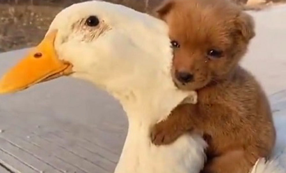 Щенок замерз в осеннем лесу, но на помощь ему пришла утка: видео - свежие новости на Toplenta по теме Видео