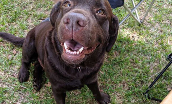 Люди увидели голодного щенка и стали кормить. Потом прочитали надпись на ошейнике и поняли, что их обманули - похожая новость на Toplenta