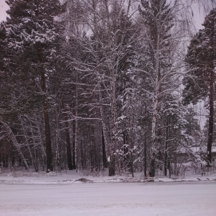 После снегопада в лесу близ Красноярска - свежие новости на Toplenta по теме истории из жизни