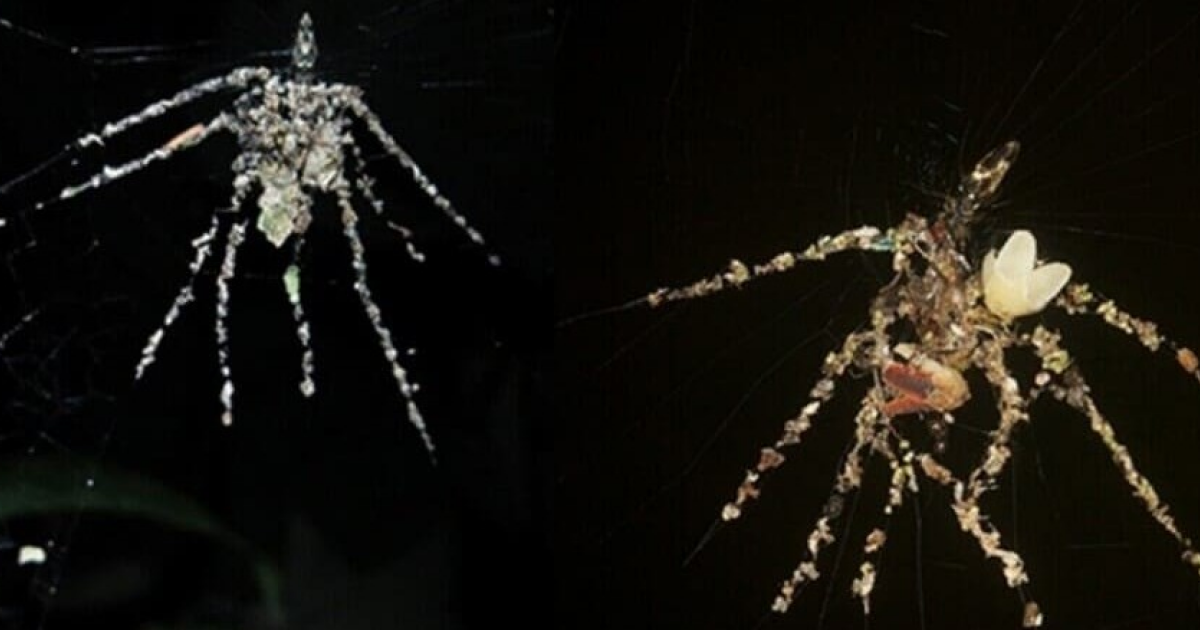 Пауки сделали фальшивых пауков втрое крупнее себя из объедков и мусора - свежие новости на Toplenta