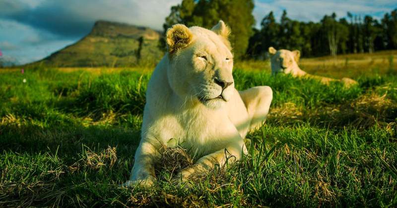 Апартаменты не для слабонервных: сдается коттедж по соседству со львами - свежие новости на Toplenta по теме кт