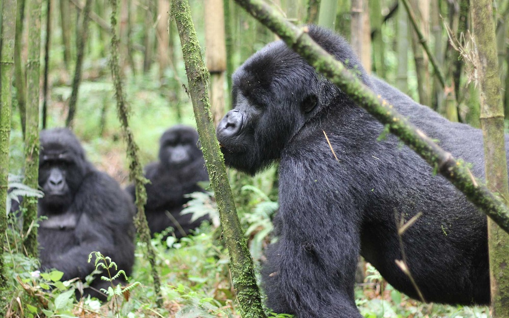 Фоторепортаж: Республика Конго - страна непроходимых джунглей и тропических ливней - свежие новости на Toplenta по теме Среда