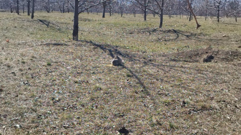 Суслики на острове Татышев в Красноярске ранней весной - свежие новости на Toplenta по теме Среда