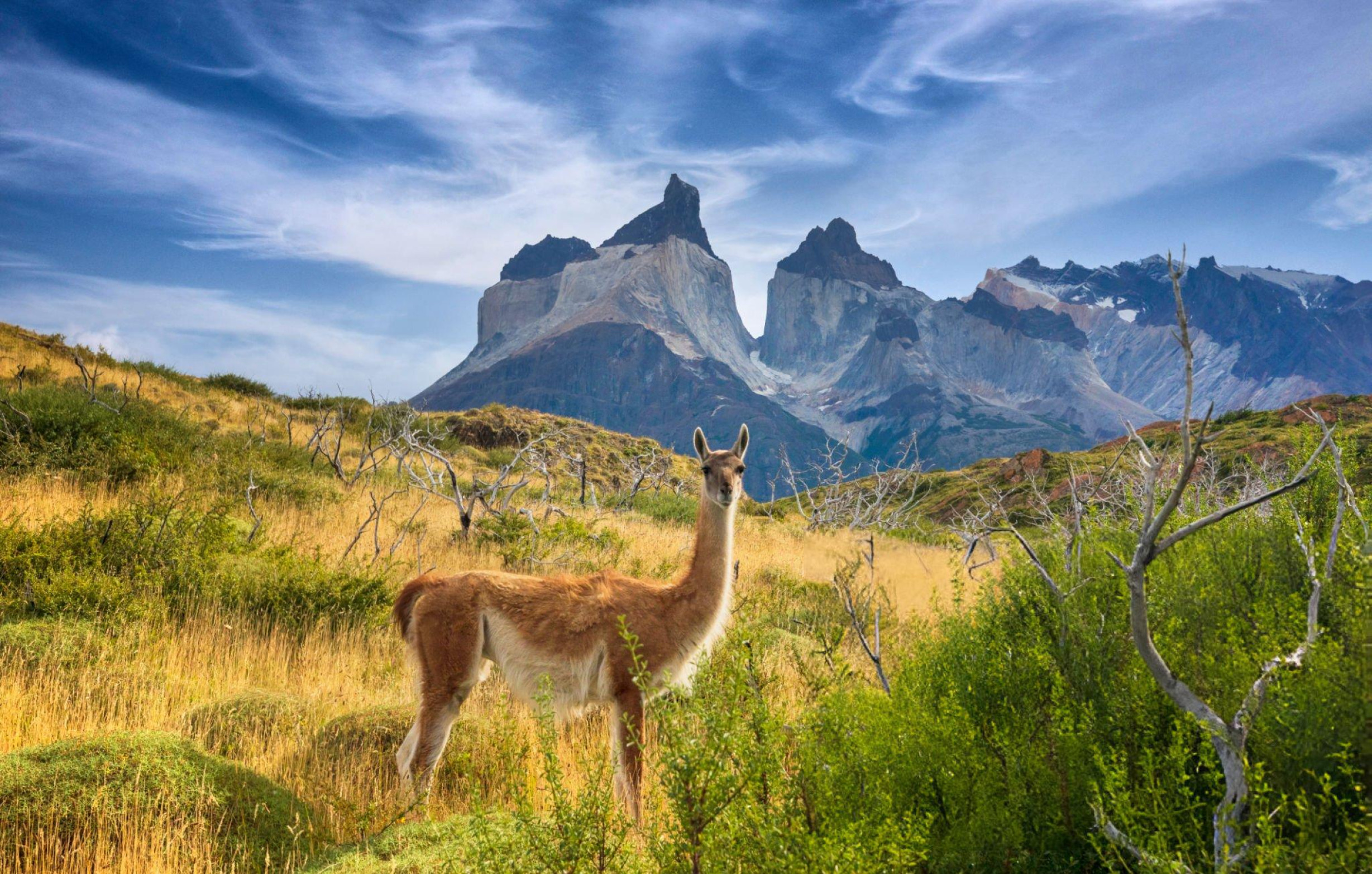 Природа Патагонии - свежие новости на Toplenta по теме чили