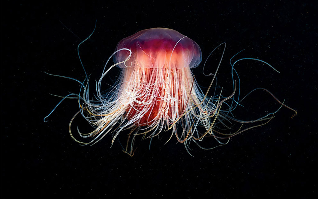 Чудовища морских глубин на фото Александра Семенова - свежие новости на Toplenta по теме МКА