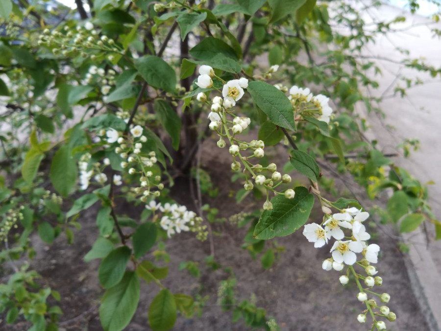 Расцветает черёмуха в Красноярске - свежие новости на Toplenta по теме го