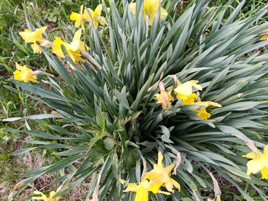 Хороши весной в саду цветочки - свежие новости на Toplenta по теме Обит