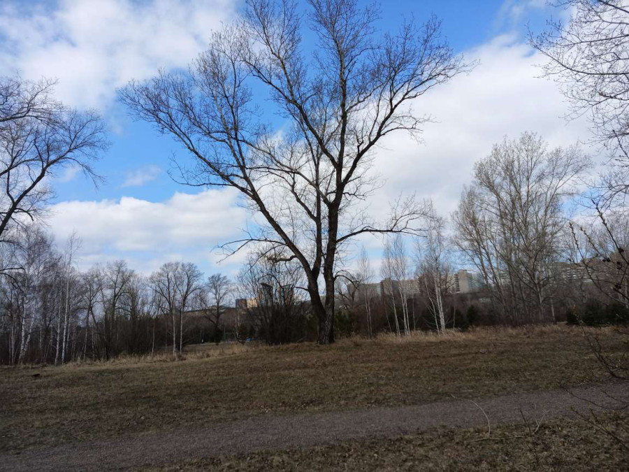 Прогулка по острову Татышев в Красноярске тёплым весенним днём - свежие новости на Toplenta по теме Среда