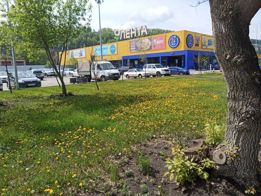 Цветение в Красноярске продолжается - свежие новости на Toplenta по теме Среда