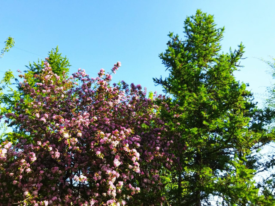 Цветение в Красноярске продолжается - свежие новости на Toplenta по теме Обит