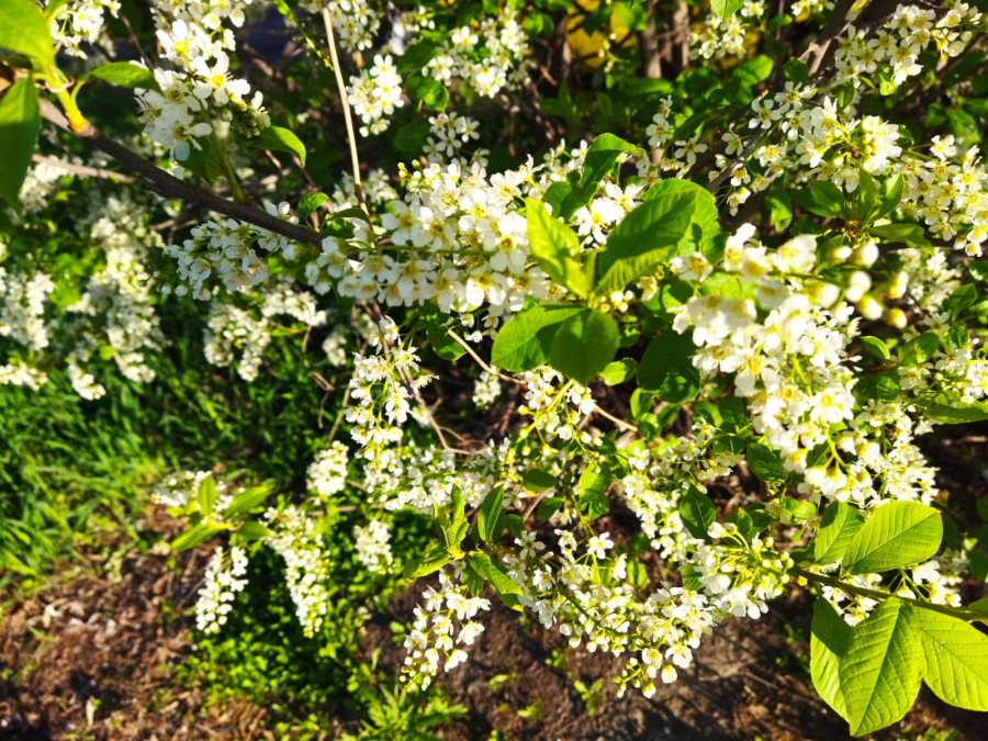 Один раз в год сады цветут.. - свежие новости на Toplenta по теме ири