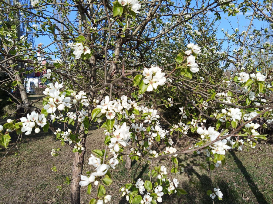 Цветение в Красноярске продолжается - свежие новости на Toplenta по теме го