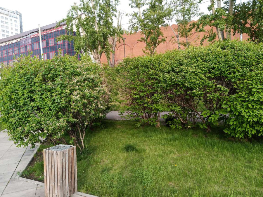 Цветение на Ярыгинской набережной в Красноярске продолжается - свежие новости на Toplenta по теме ири