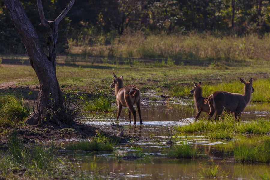 Фоторепортаж Алексея Звягинцева: Национальный парк Селус в Танзании - свежие новости на Toplenta по теме танзания
