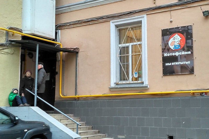 Фоторепортаж: Кот здесь власть! - свежие новости на Toplenta по теме Среда