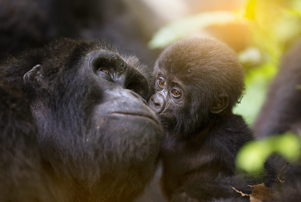 Фоторепортаж: Уганда - бесценная "Жемчужина Африки" - свежие новости на Toplenta по теме Обит