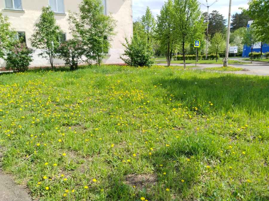 Травка зеленеет, солнышко блестит, говорят уже видели ласточку.. - свежие новости на Toplenta по теме Обит