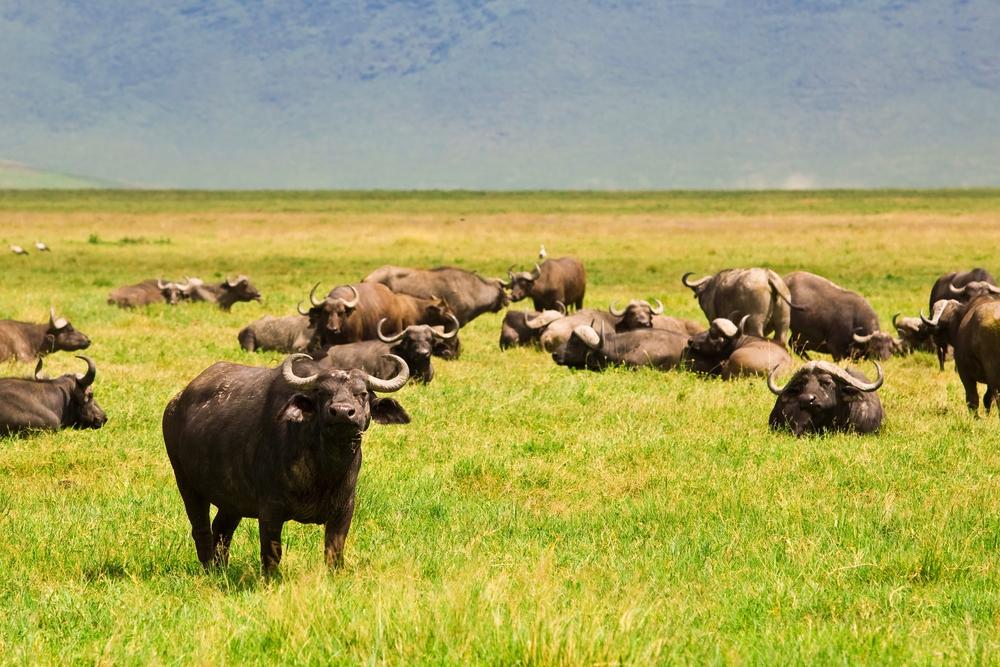 Фоторепортаж: Танзания - далёкая и невыразимо прекрасная африканская страна - свежие новости на Toplenta по теме танзания