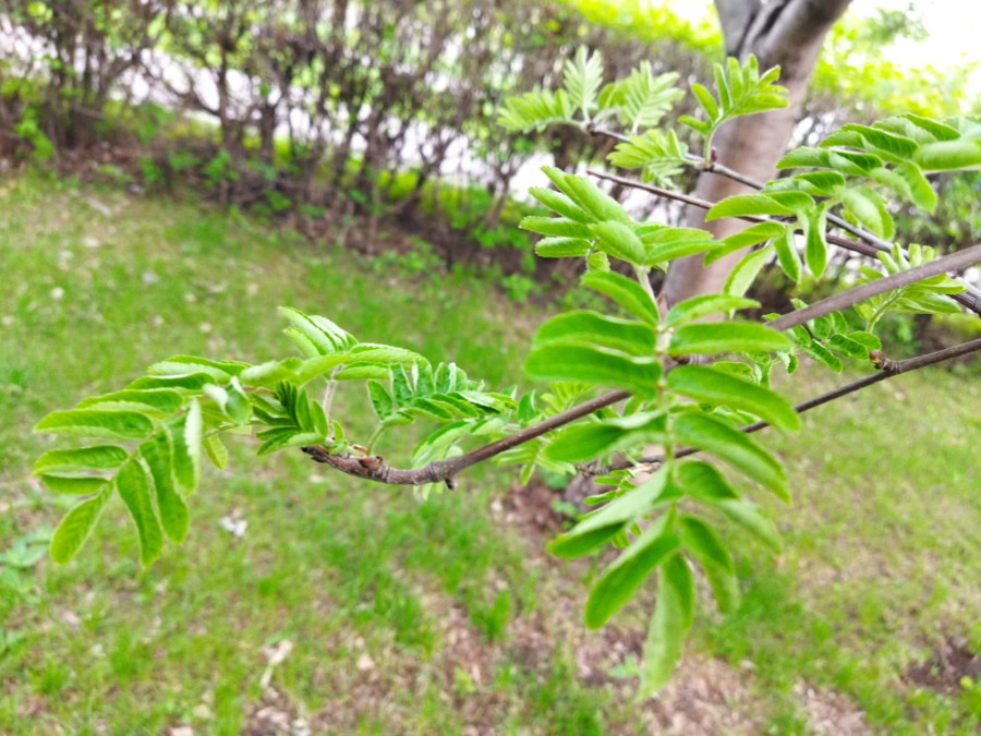 Травка зеленеет, солнышко блестит, ласточка.. С ласточкой пока проблемы - свежие новости на Toplenta по теме Енисей