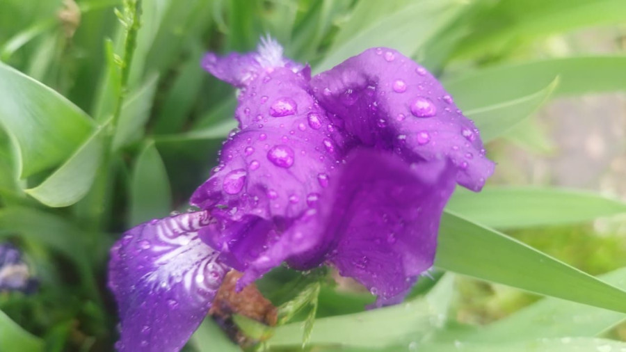 Цветение на дачных участках в Сибири продолжается - свежие новости на Toplenta по теме ири