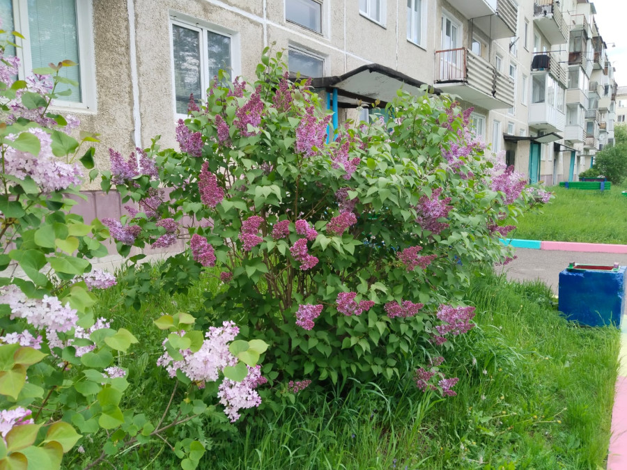 Зацвела сирень в посёлке Подгорный - свежие новости на Toplenta по теме По