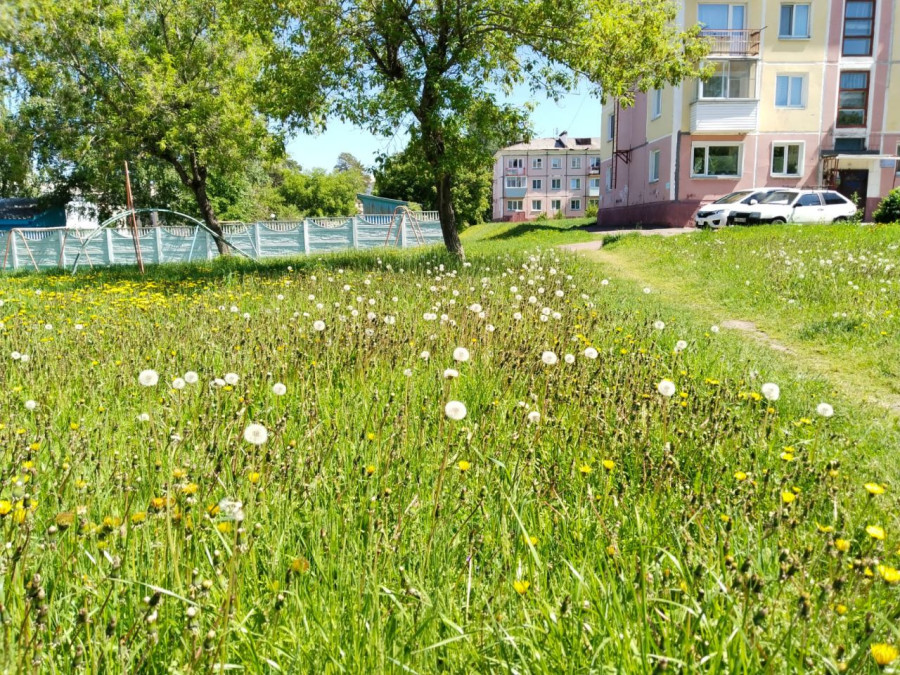 Красота в посёлке Подгорном летом - свежие новости на Toplenta по теме По