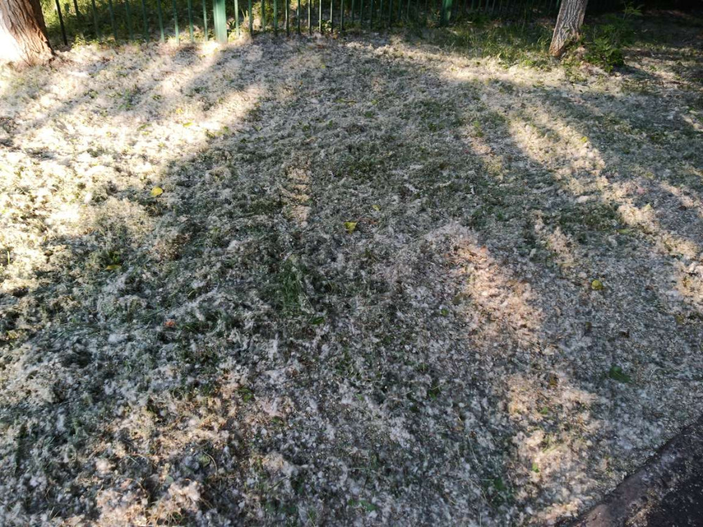 Тополиный пух, жара и июнь продолжаются - свежие новости на Toplenta по теме ири