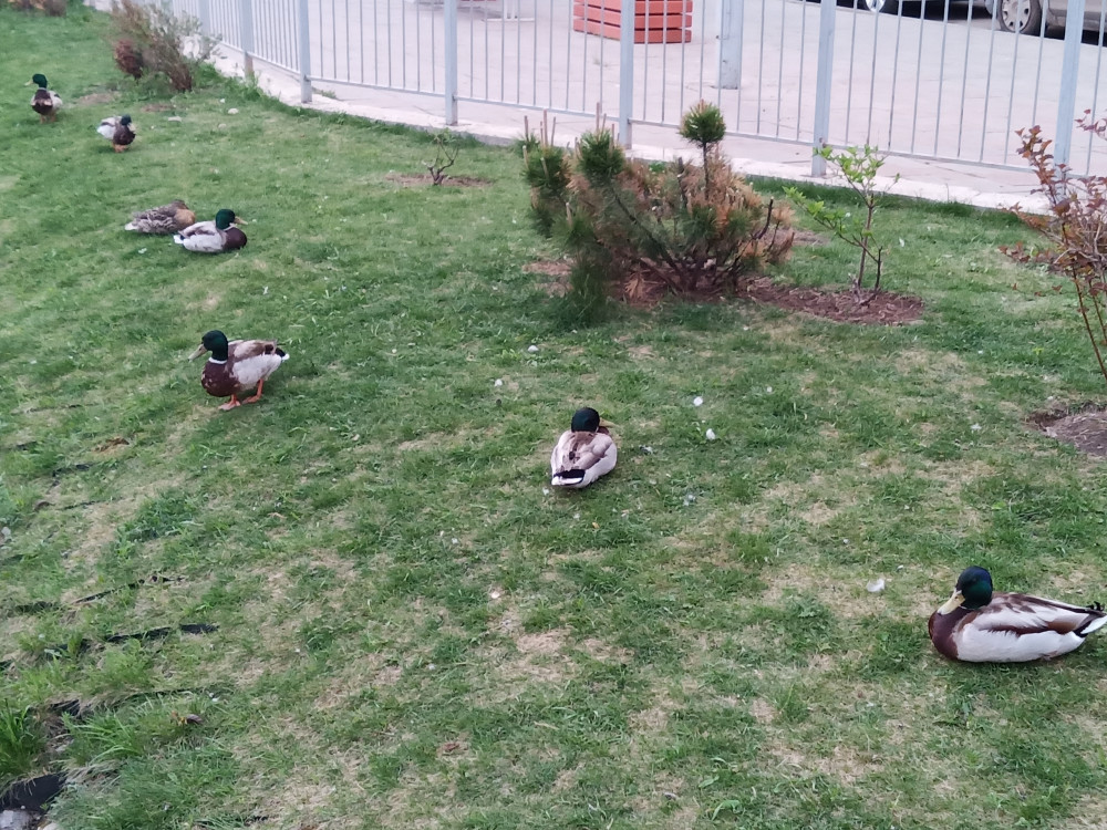 Красноярские утки июньским вечером на травке - свежие новости на Toplenta по теме Утки