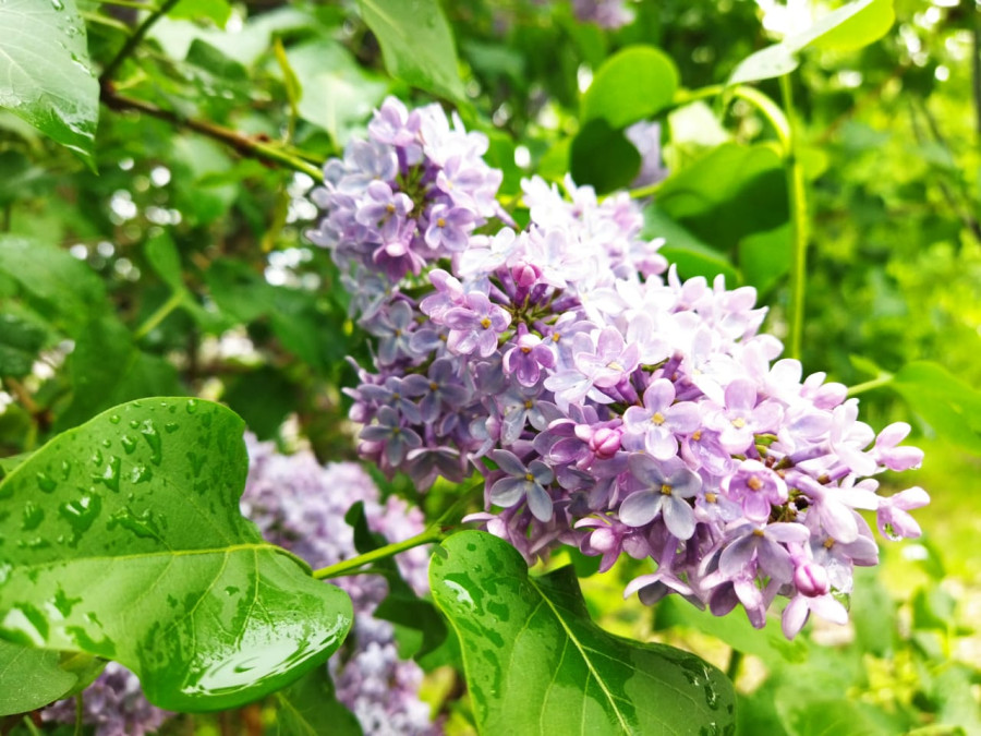 Цветение в Красноярске продолжается - свежие новости на Toplenta по теме Обит