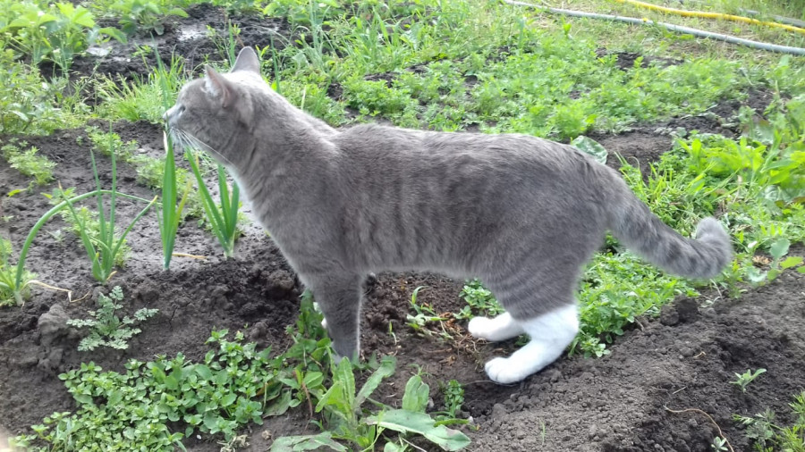 Тёма в раздумьях - свежие новости на Toplenta по теме ири