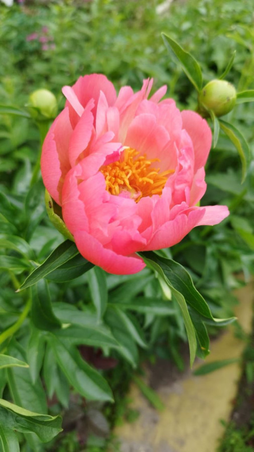 Цветочки на сибирском дачном участке - свежие новости на Toplenta по теме ири