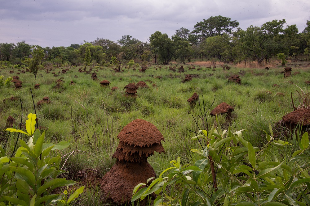Фоторепортаж: Центральноафриканская Республика - страна прекрасная, но чрезвычайно опасная - свежие новости на Toplenta по теме Обит