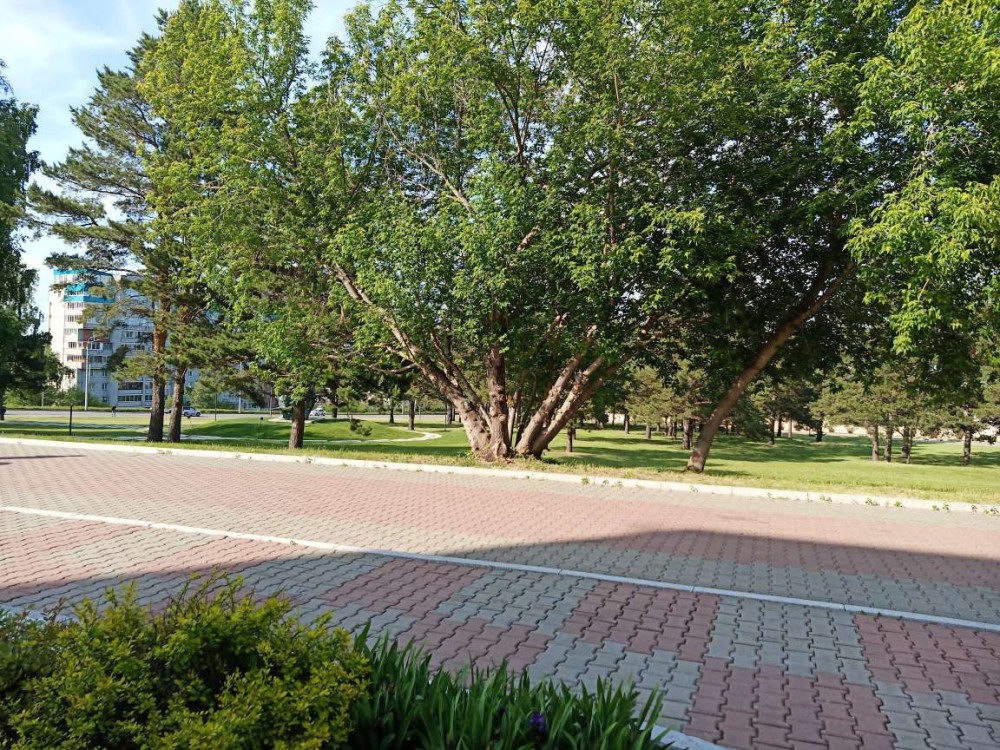 Цветочки возле СФУ жарким июньским днём - свежие новости на Toplenta по теме Обит