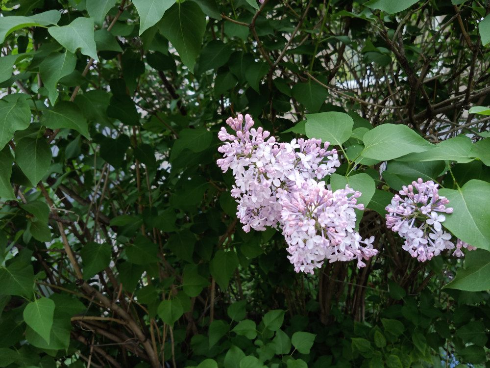 Цветёт сирень на станции Енисей.. - свежие новости на Toplenta по теме ири